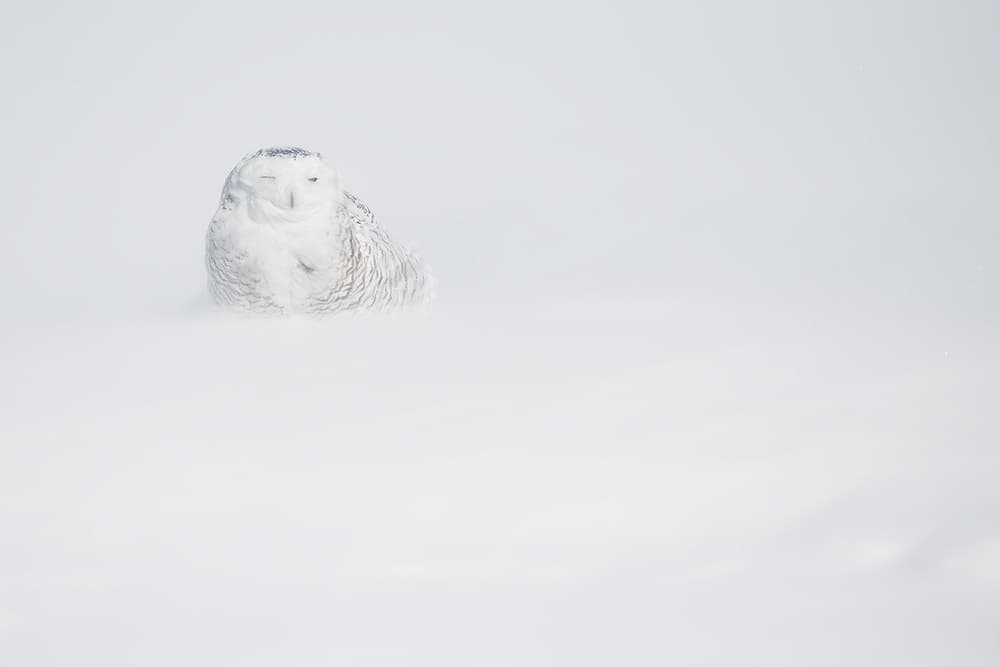 Winking Snowy Owl by Marco Pozzi — canvas wall art