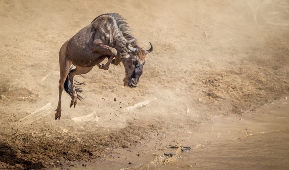 Wildebeest Great Migration Jump by Jeffrey C. Sink — canvas wall art