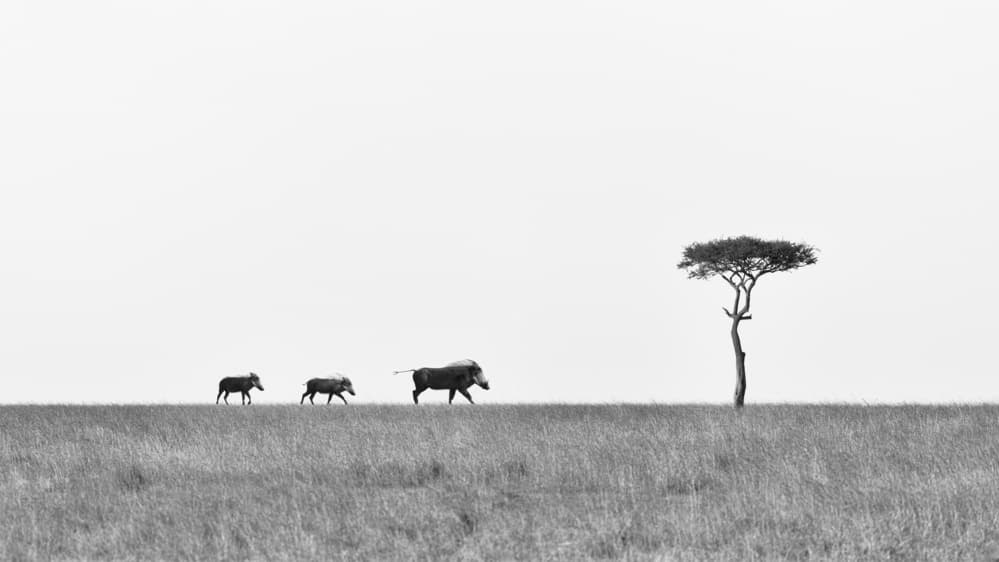 Warthogs On The Horizon by Richard Liu — canvas wall art