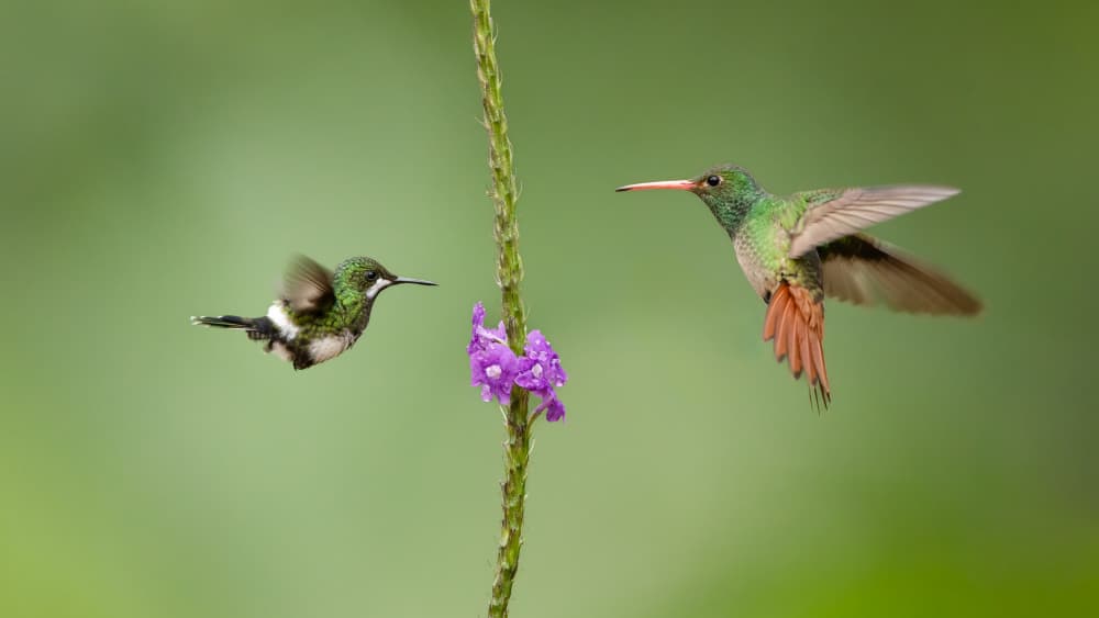 Hummingbirds Green Encounter by Bill Lu — canvas wall art
