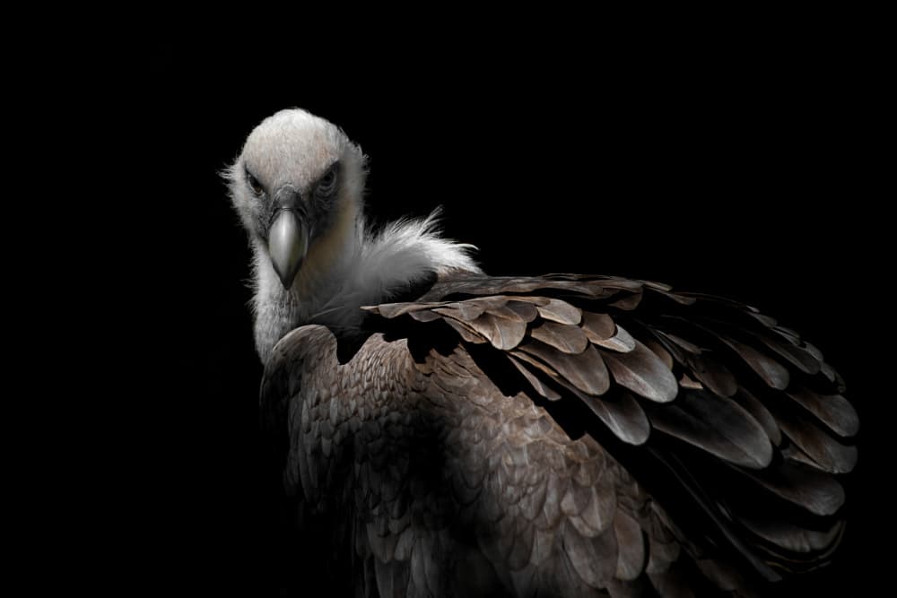 Intense Vulture Gaze by Mathilde Guillemot — canvas wall art