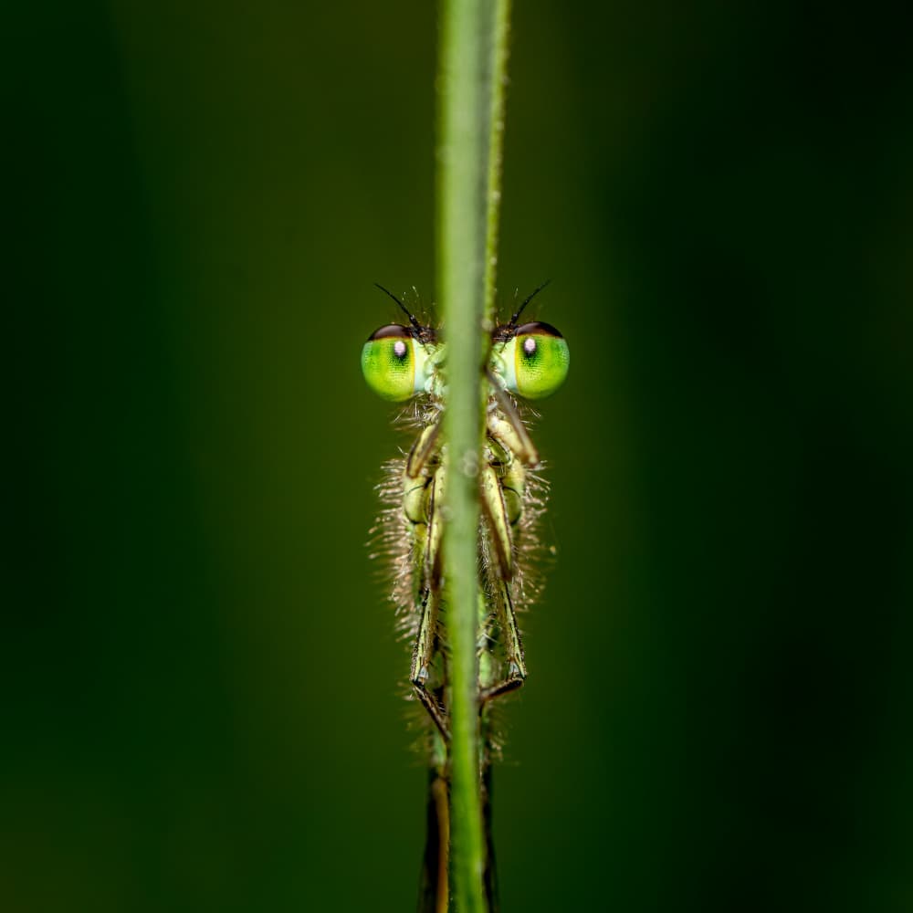 Curious Green Eyes by Jesus Concepcion Alvarado — canvas wall art