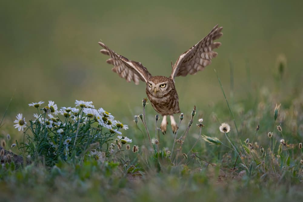 Owl Over Green Field by David Manusevich — canvas wall art