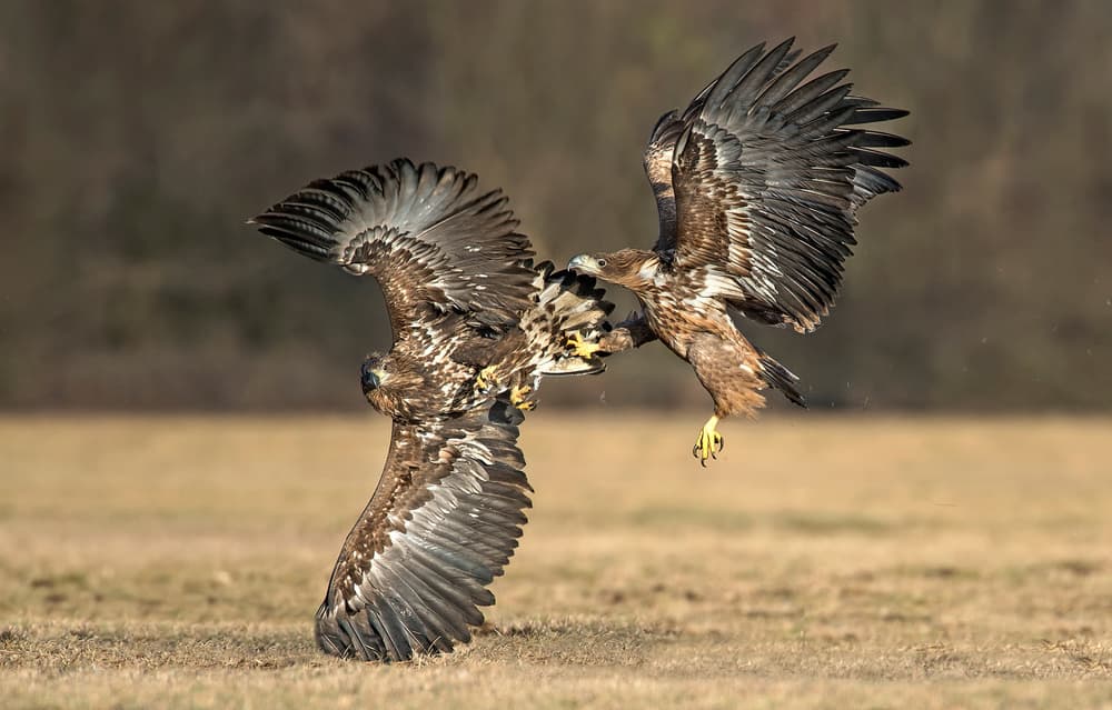 Eagles Mid-Air Scuffle by Xavier Ortega — canvas wall art