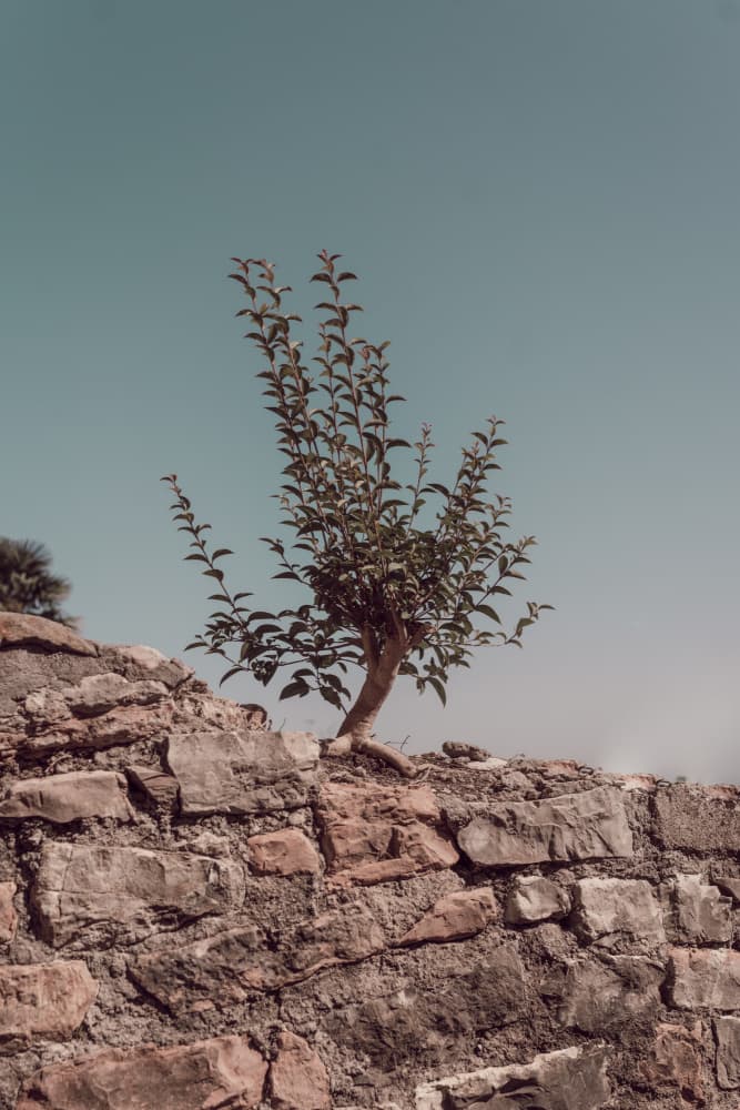 Resilient Tree on Stone by Aimee Giles — canvas wall art