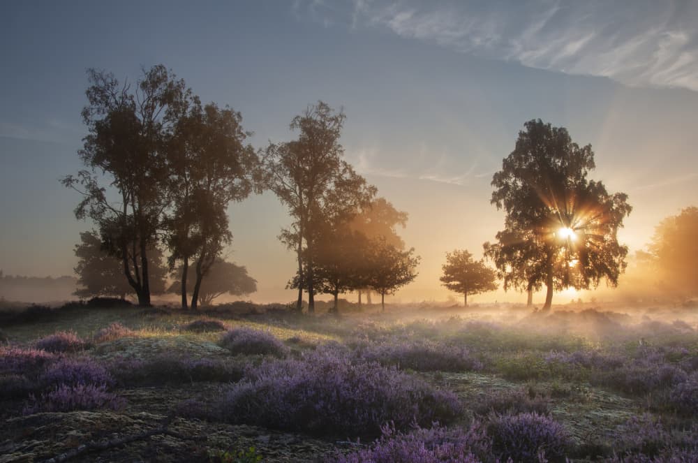 Misty Morning Sunrise by brigitte van krimpen — canvas wall art