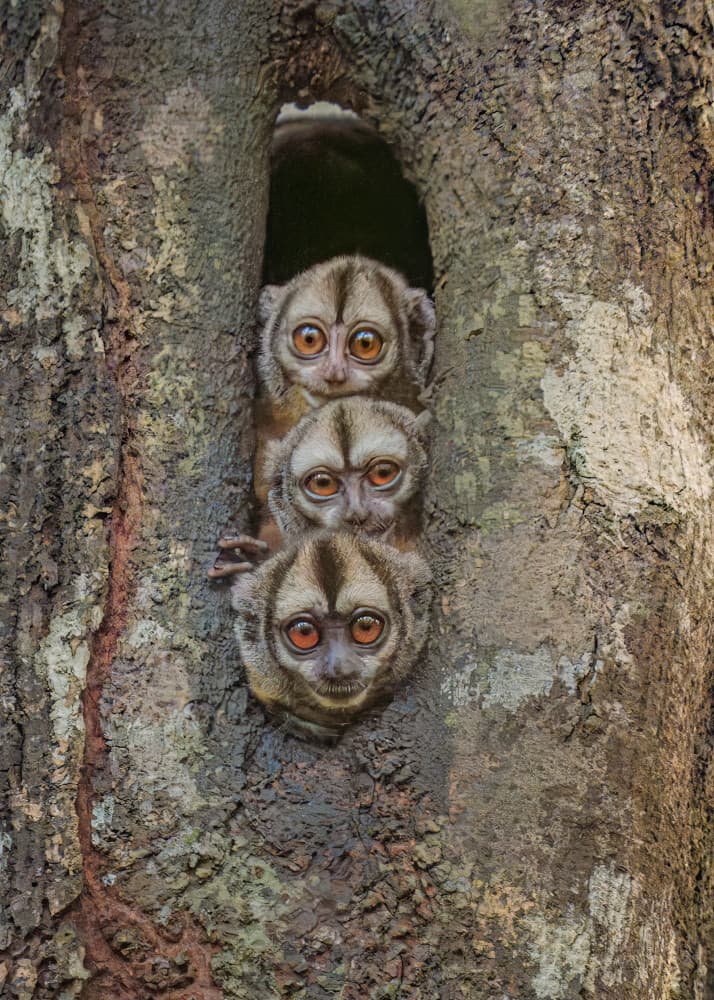 Curious Tree Monkeys by James Cai — canvas wall art