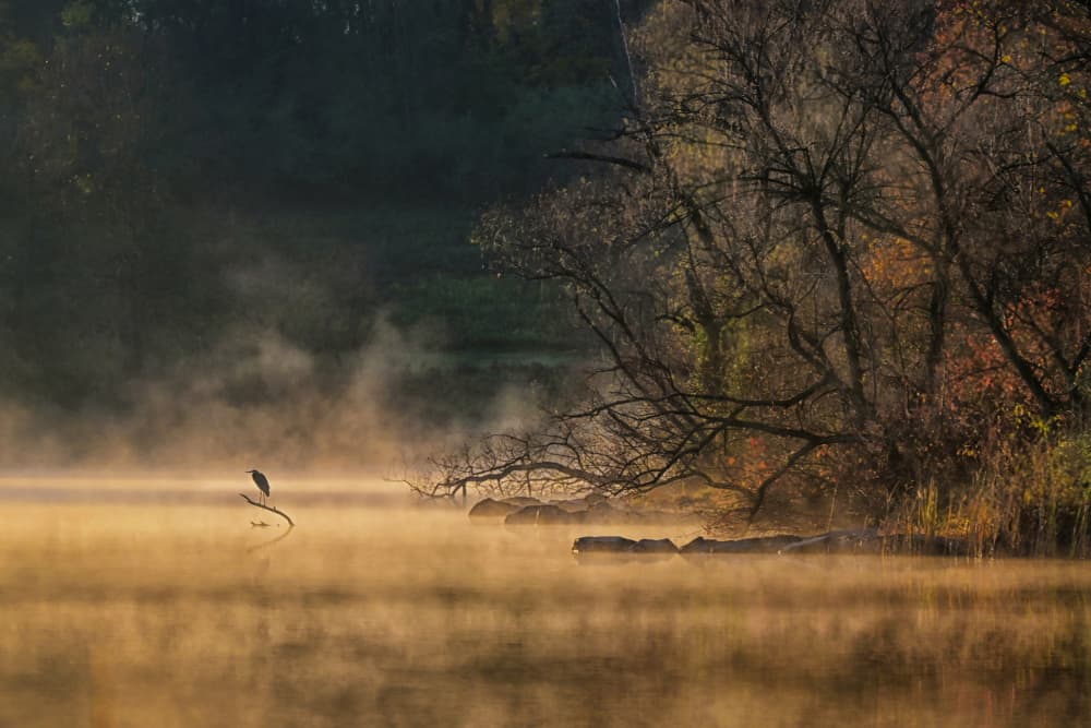 Golden Morning Mist Bird by Eric Zhang — canvas wall art