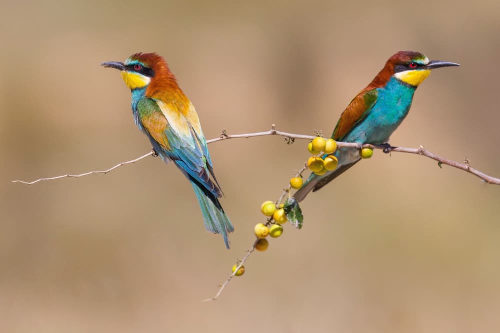 Vibrant Bee-eater Duo by David Manusevich — canvas wall art
