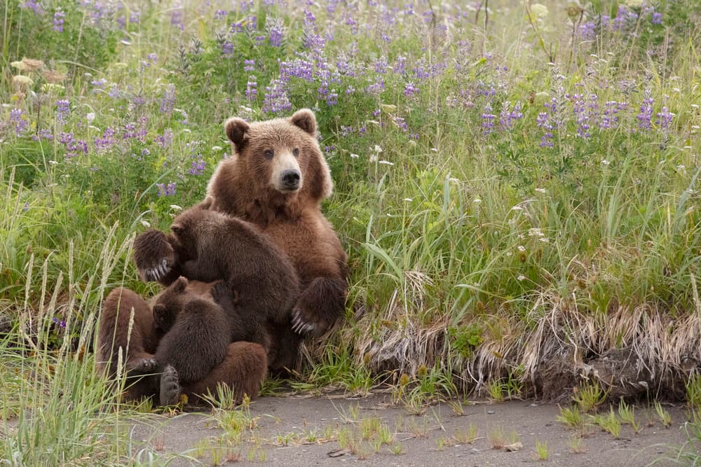 Grizzly Mother And Cubs by Linda D Lester — canvas wall art