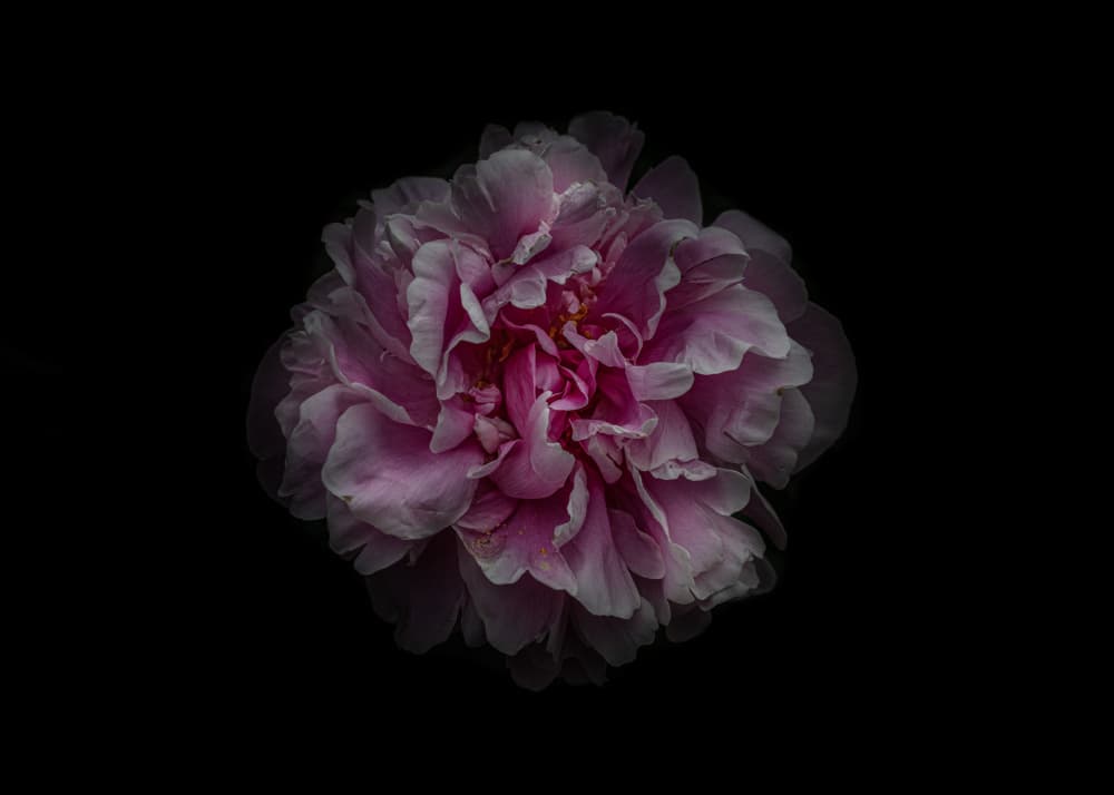 Elegant Pink Peony Bloom by The Learning Curve Photography — canvas wall art