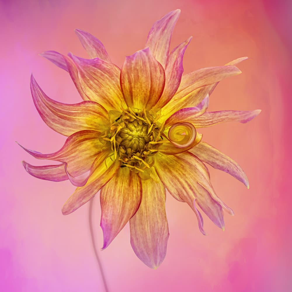 Radiant Dahlia Bloom by Cheryl Eagers — canvas wall art