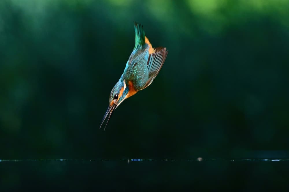 Vibrant Kingfisher Dive by Rob Li — canvas wall art