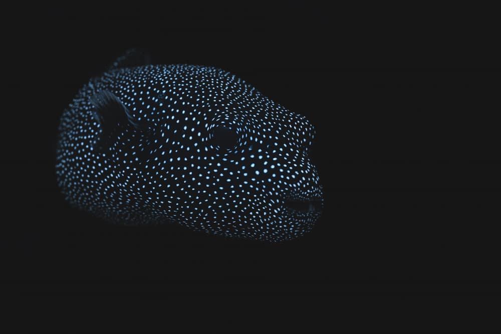 Spotted Pufferfish by Barathieu Gabriel — canvas wall art