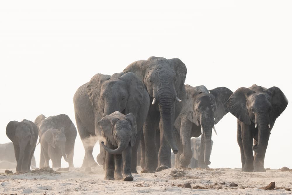 Elephant Family Journey by Etienne Steenkamp — canvas wall art