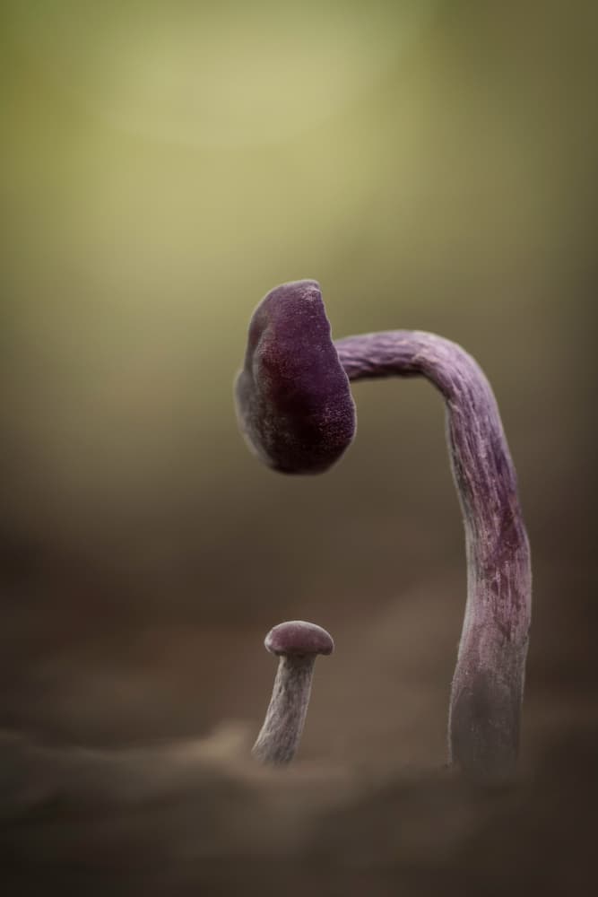 Quiet Forest Mushrooms by Daan de Vos — canvas wall art