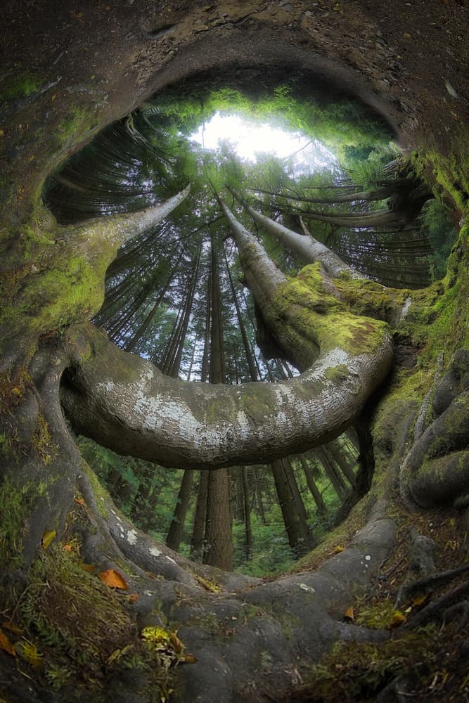 Enchanted Forest Roots by Francois Casanova — canvas wall art