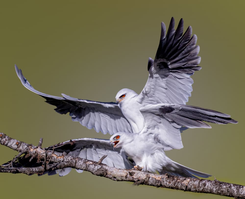 White Kites Display by Songhu Yan — canvas wall art