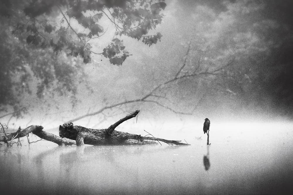 Solitary Bird Mist by Rob Li — canvas wall art