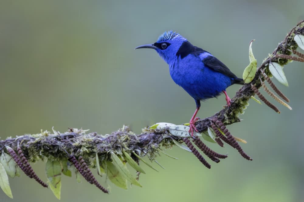 Vibrant Blue Tropical Bird by Linda D Lester — canvas wall art