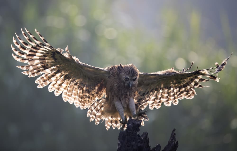 Majestic Owl Landing by C.S. Tjandra — canvas wall art