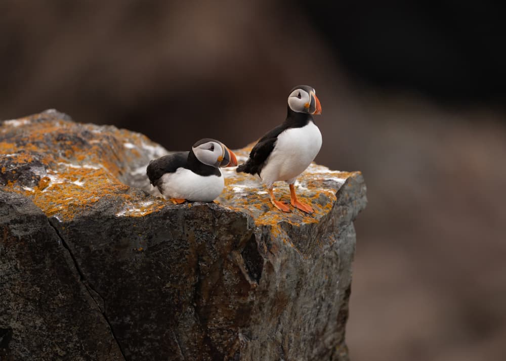 Atlantic Puffins Perched by Tony Xu — canvas wall art