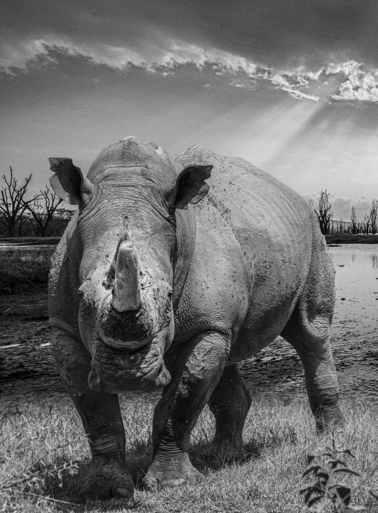 Majestic African Rhino by Hamza Qarooni — canvas wall art
