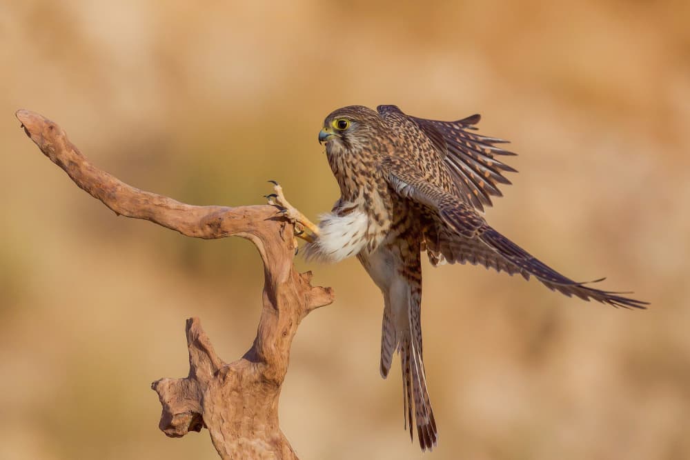 Kestrel Stretching Wings by David Manusevich — canvas wall art