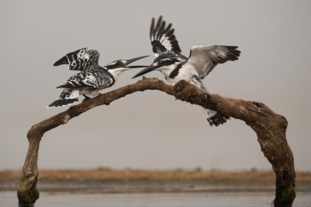Pied Kingfisher Drama by Marco Pozzi — canvas wall art