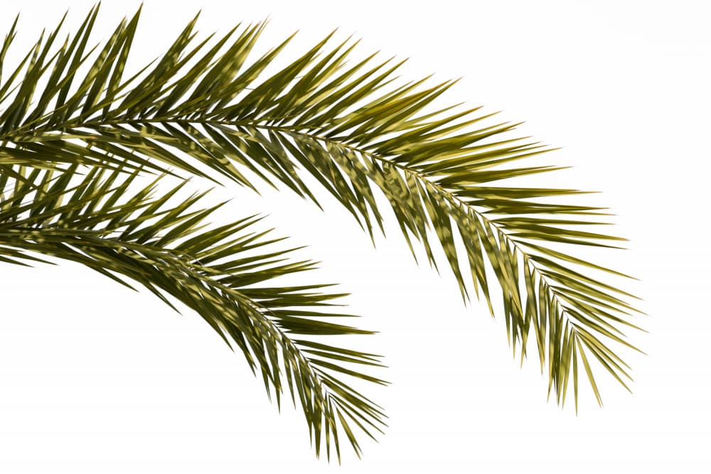 Tropical Palm Fronds by amini54 — canvas wall art