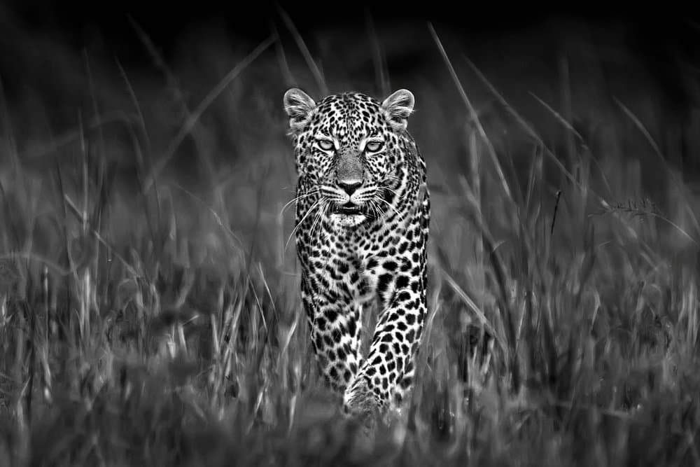 Intense Leopard Gaze by Xavier Ortega — canvas wall art