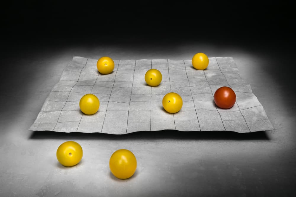Yellow Tomatoes Grid by Christophe Verot — canvas wall art