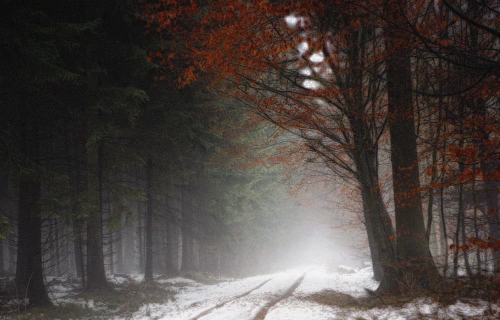 Winter Forest Path by Irma Warth — canvas wall art