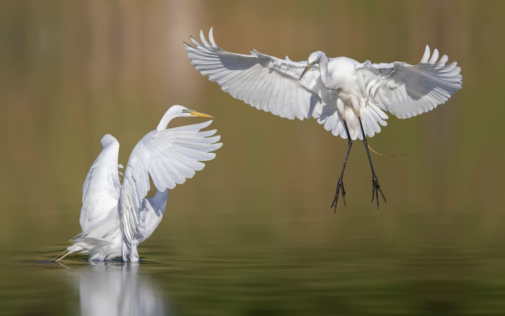 Graceful Egret Landing by Mountain Cloud — canvas wall art