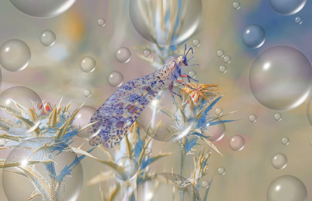 Dreamy Insect Bubbles by Thierry Dufour — canvas wall art