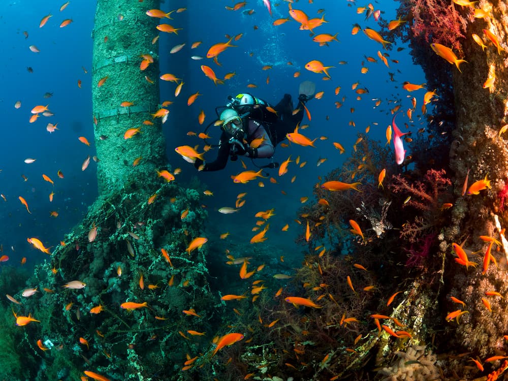Scuba Diver Coral Pillars by Ilan Ben Tov — canvas wall art