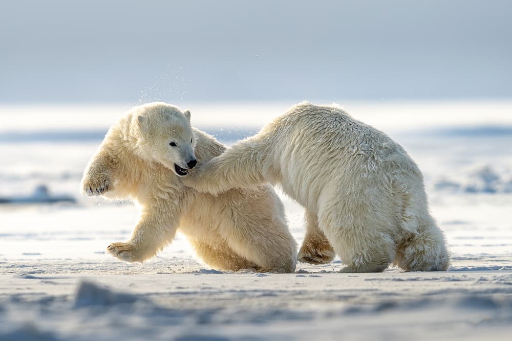 Playful Polar Cubs by Hung Tsui — canvas wall art