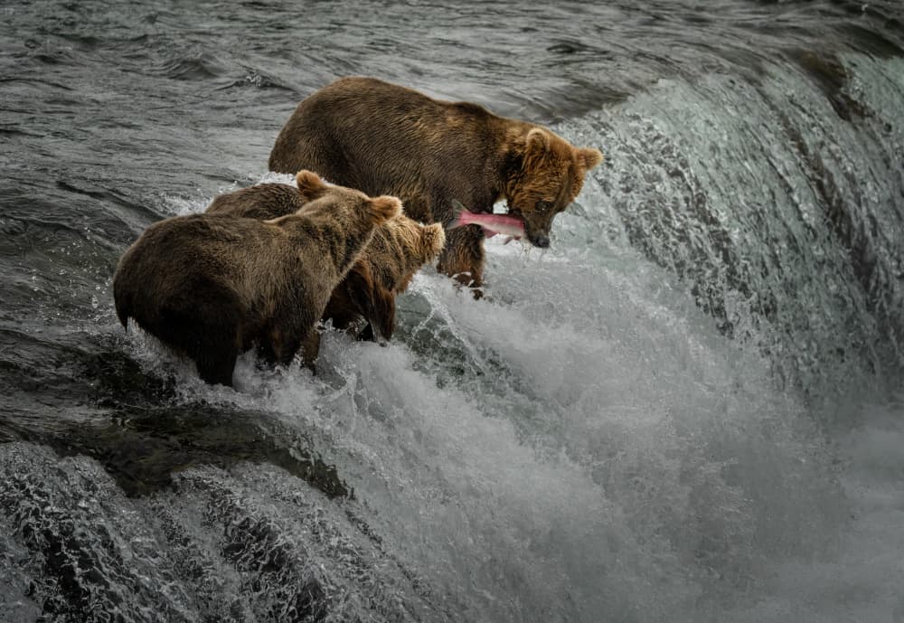 Grizzly Bears Fishing by Yuan Su — canvas wall art