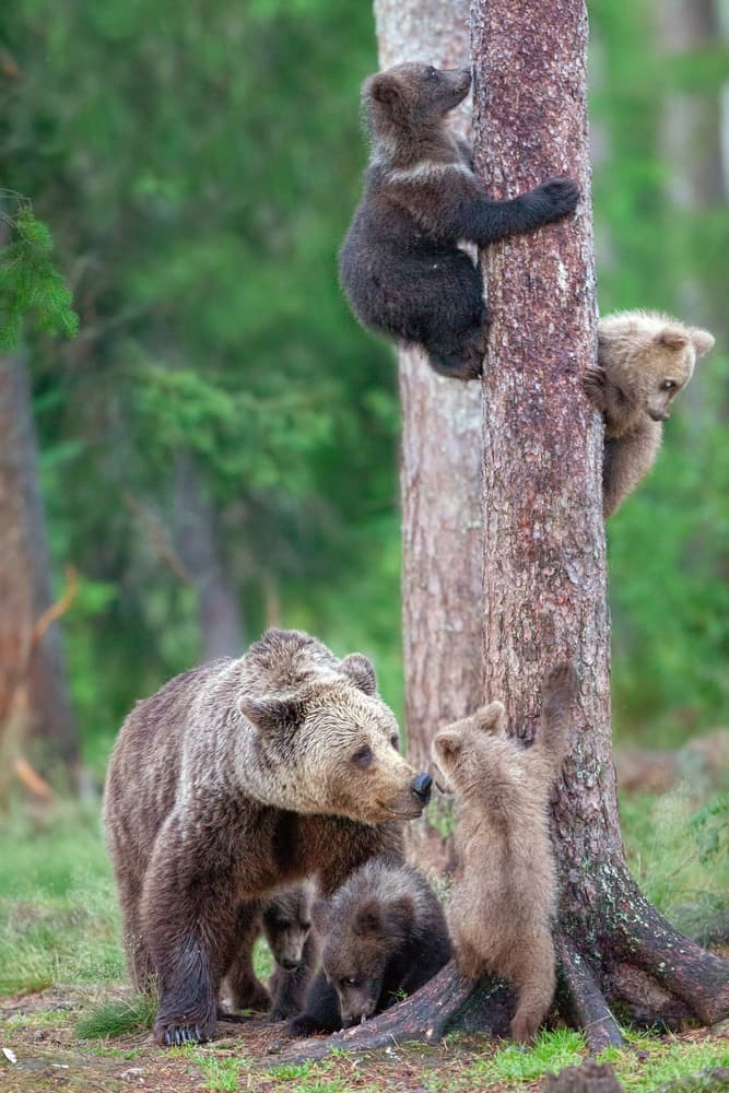 Playful Bear Family by Alessandro Catta — canvas wall art