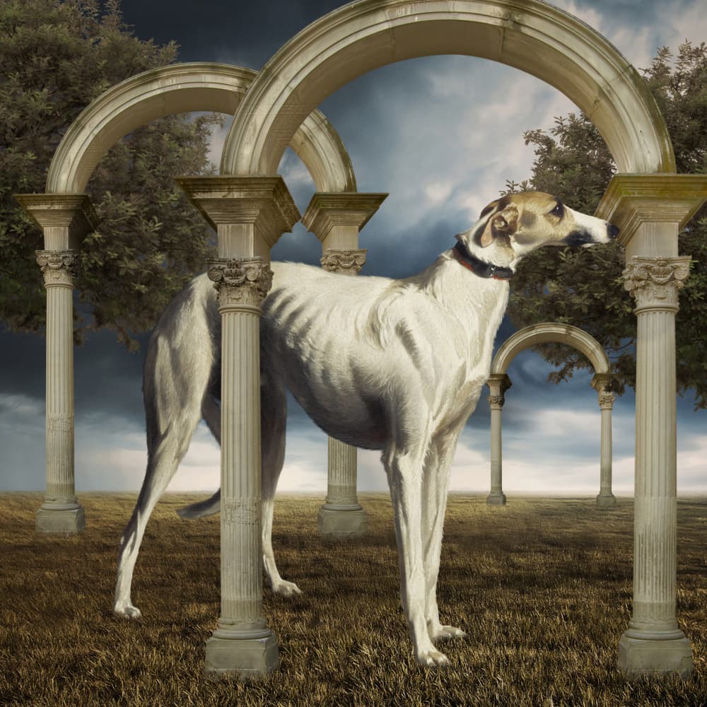 Elegant Greyhound Arches by Marja van den Hurk — canvas wall art