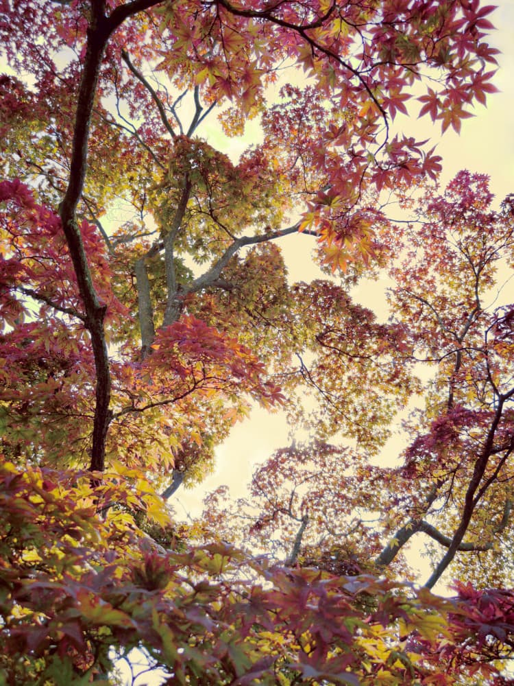 Vibrant Autumn Canopy by Angelo Cerantola — canvas wall art