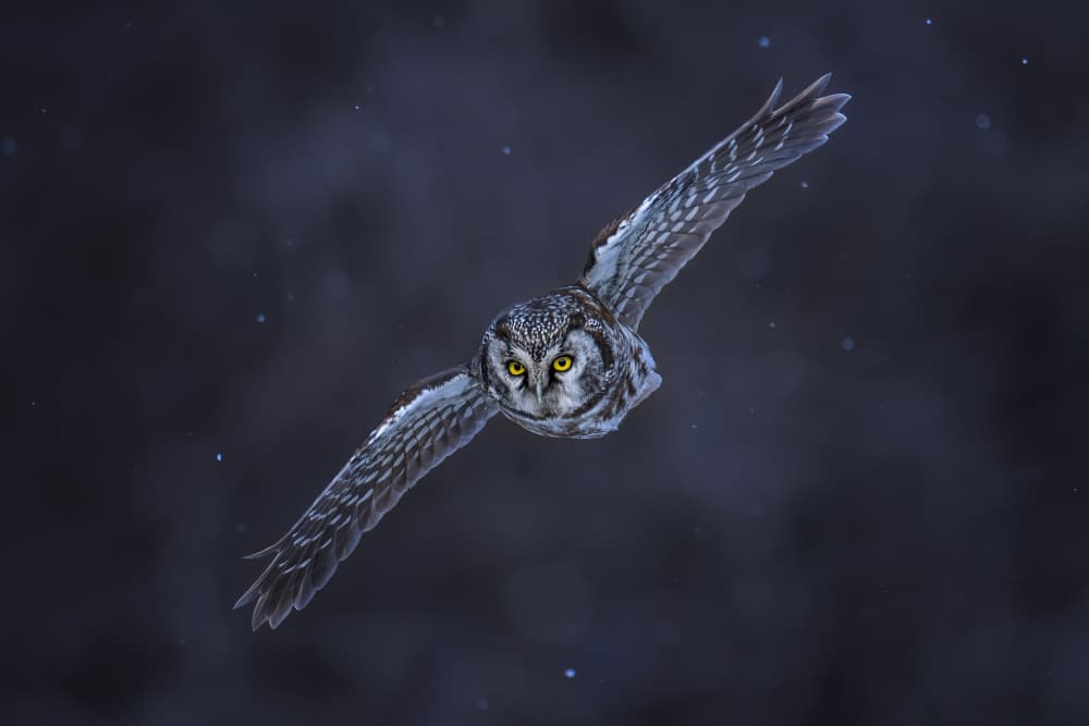 Winter Owl Flight by Max Wang — canvas wall art