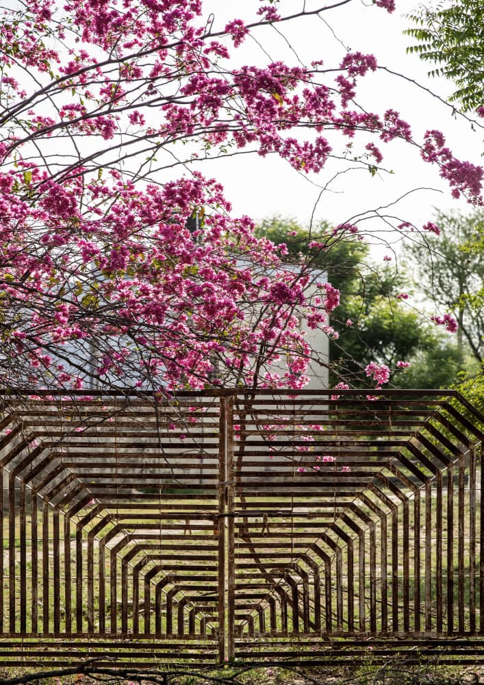 Blossoms Beyond Bars by Shot by Clint — canvas wall art