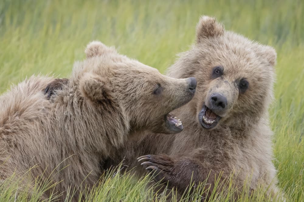 Playful Bear Cubs by Renee Doyle — canvas wall art