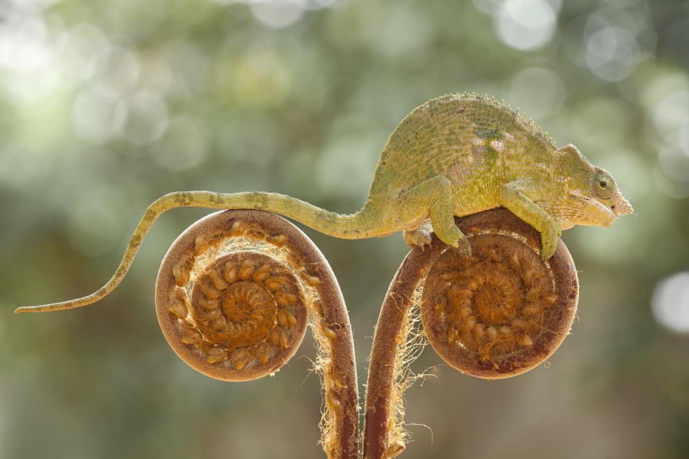 Chameleon on Spiral Fern by Abdul Gapur Dayak — canvas wall art