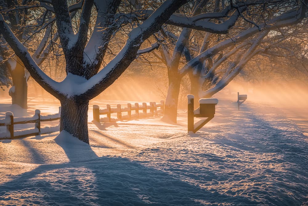 Golden Winter Morning by Mei Xu — canvas wall art