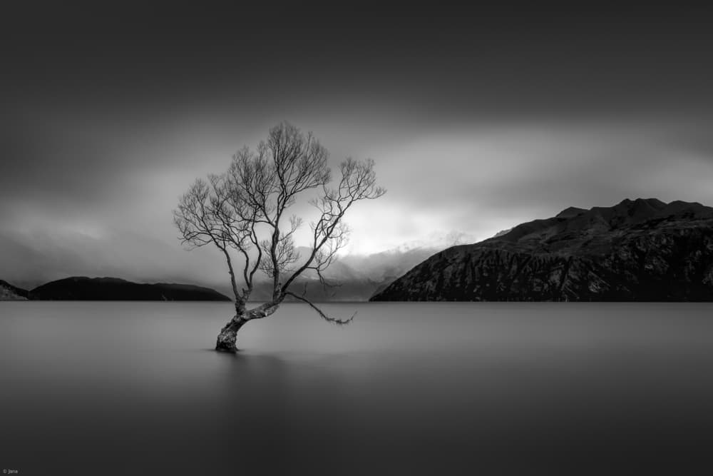 Solitary Lake Tree by Jana Luo — canvas wall art