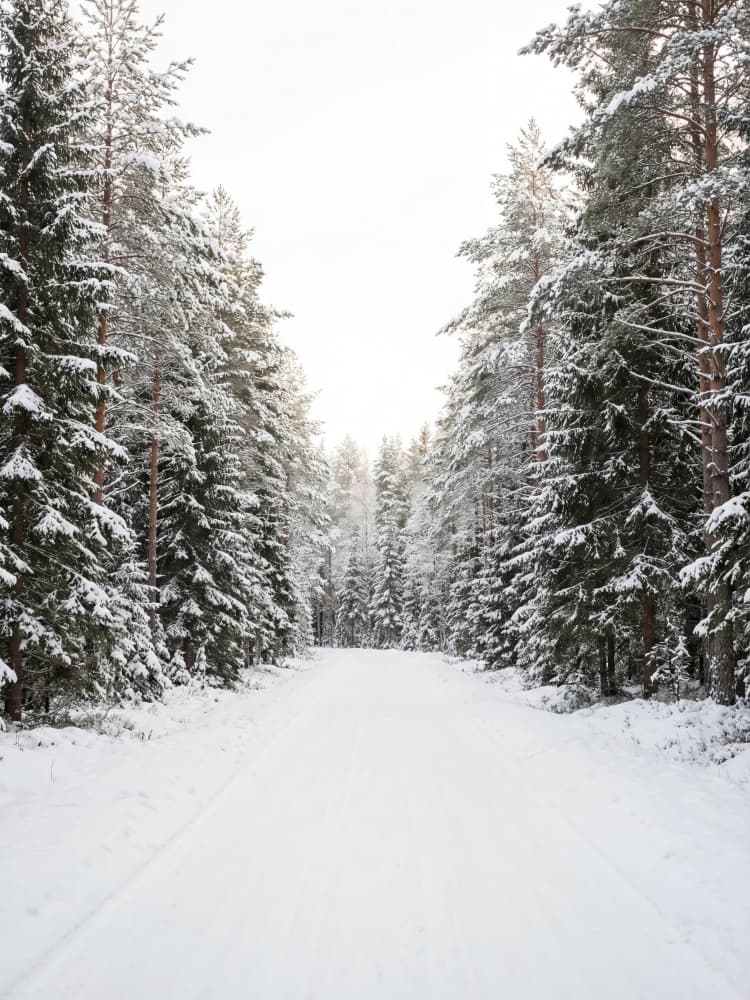 Snowy Forest Path by Andreas Magnusson — canvas wall art