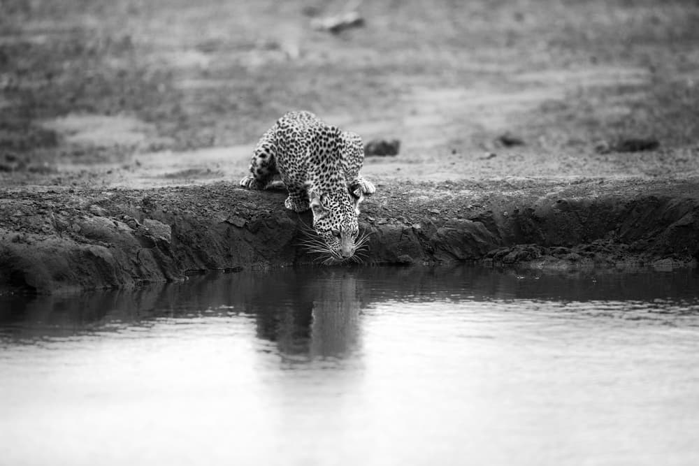 Leopard Drinking Water by Jaco Marx — canvas wall art