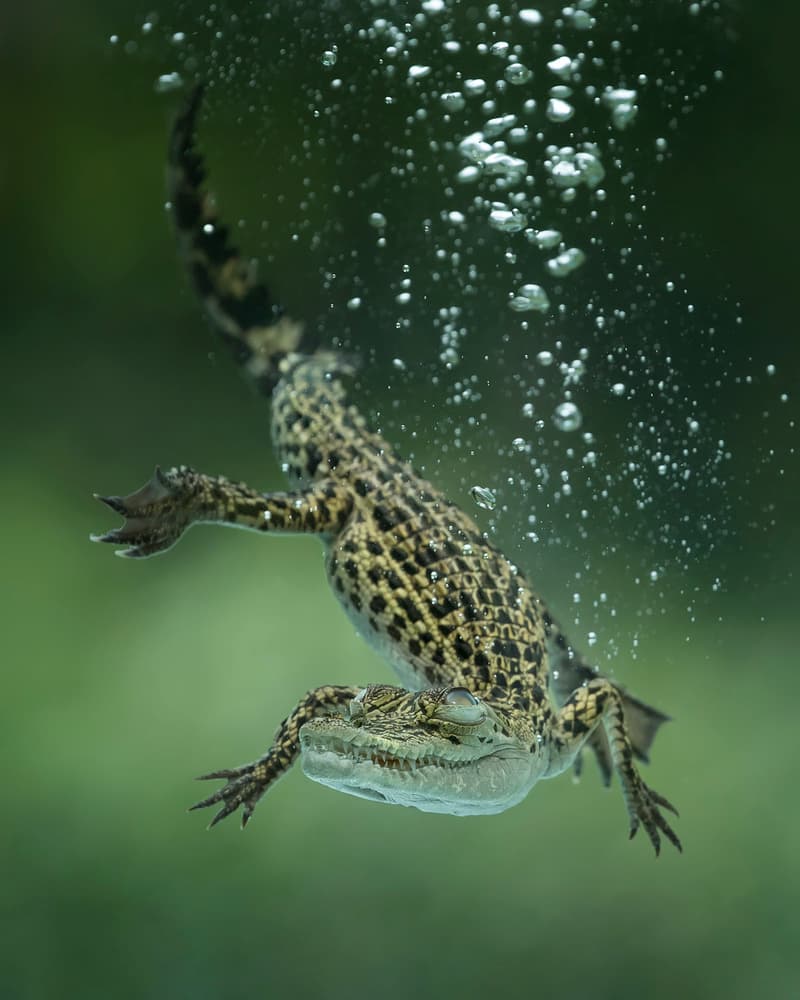 Dive by Tantoyensen — canvas wall art